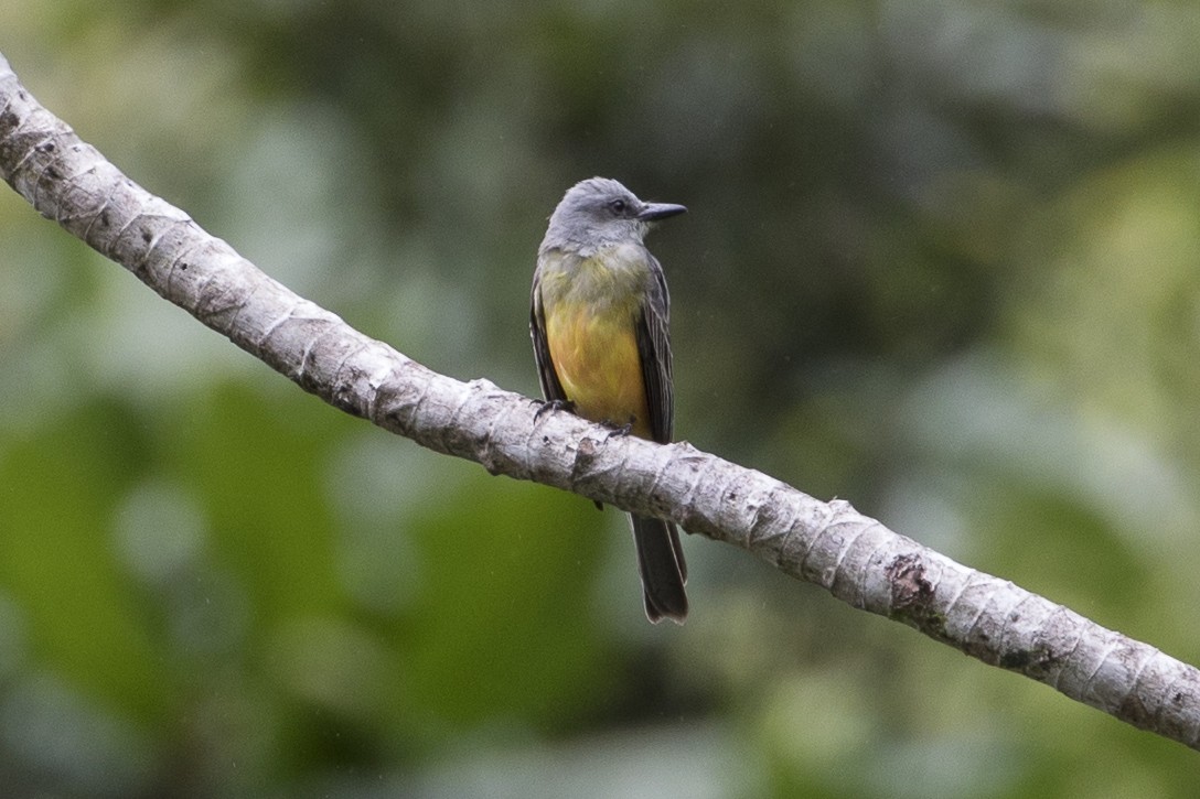 Tropical Kingbird - Robert Lockett