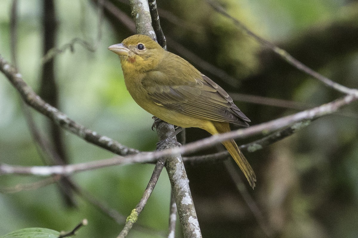 Summer Tanager - Robert Lockett