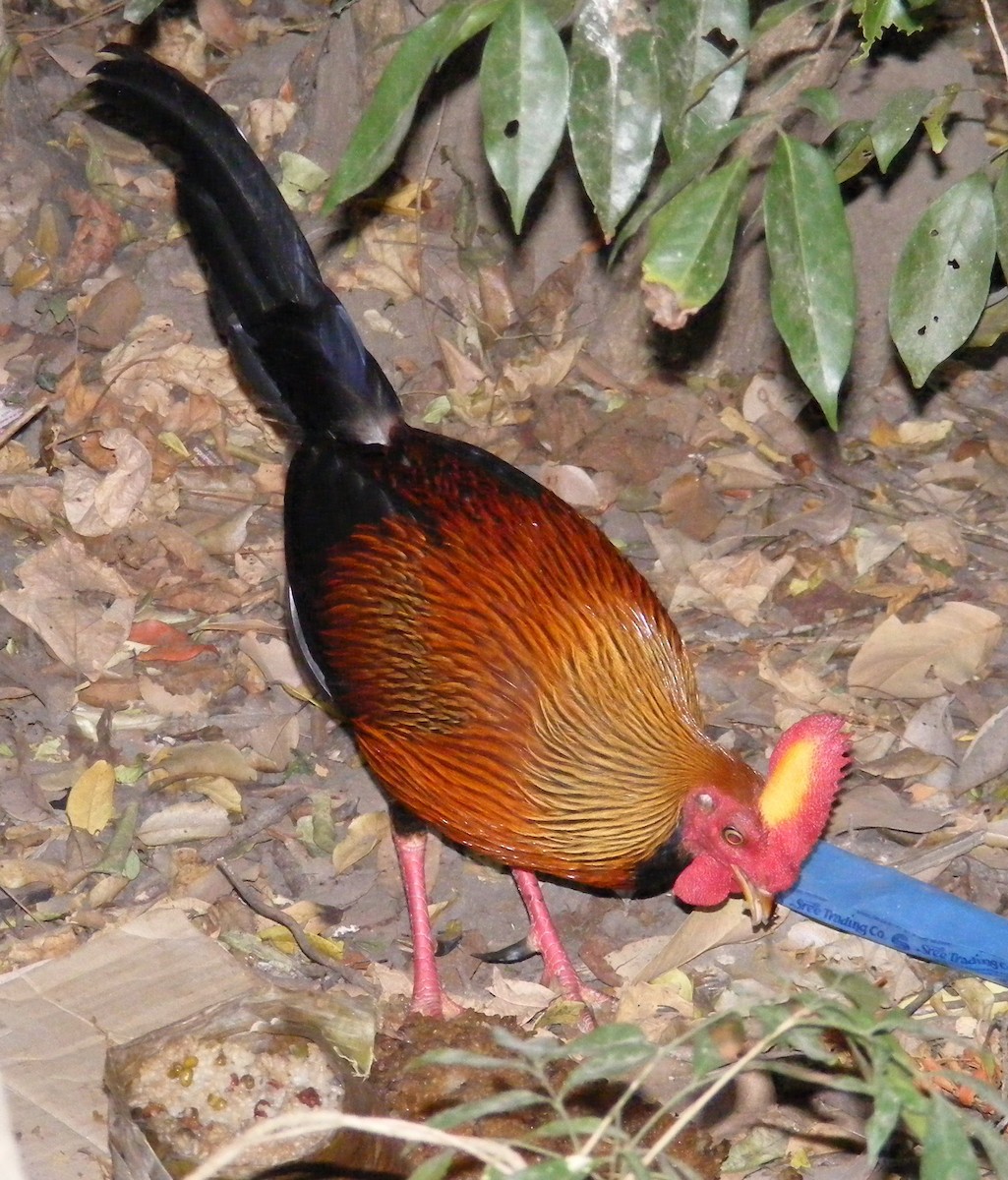 Sri Lanka Junglefowl - ML147487751