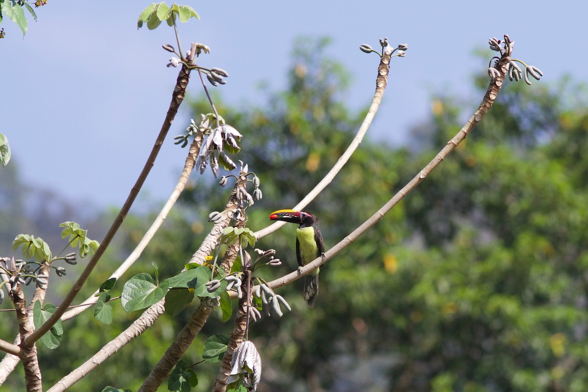 Green Aracari - ML147488131