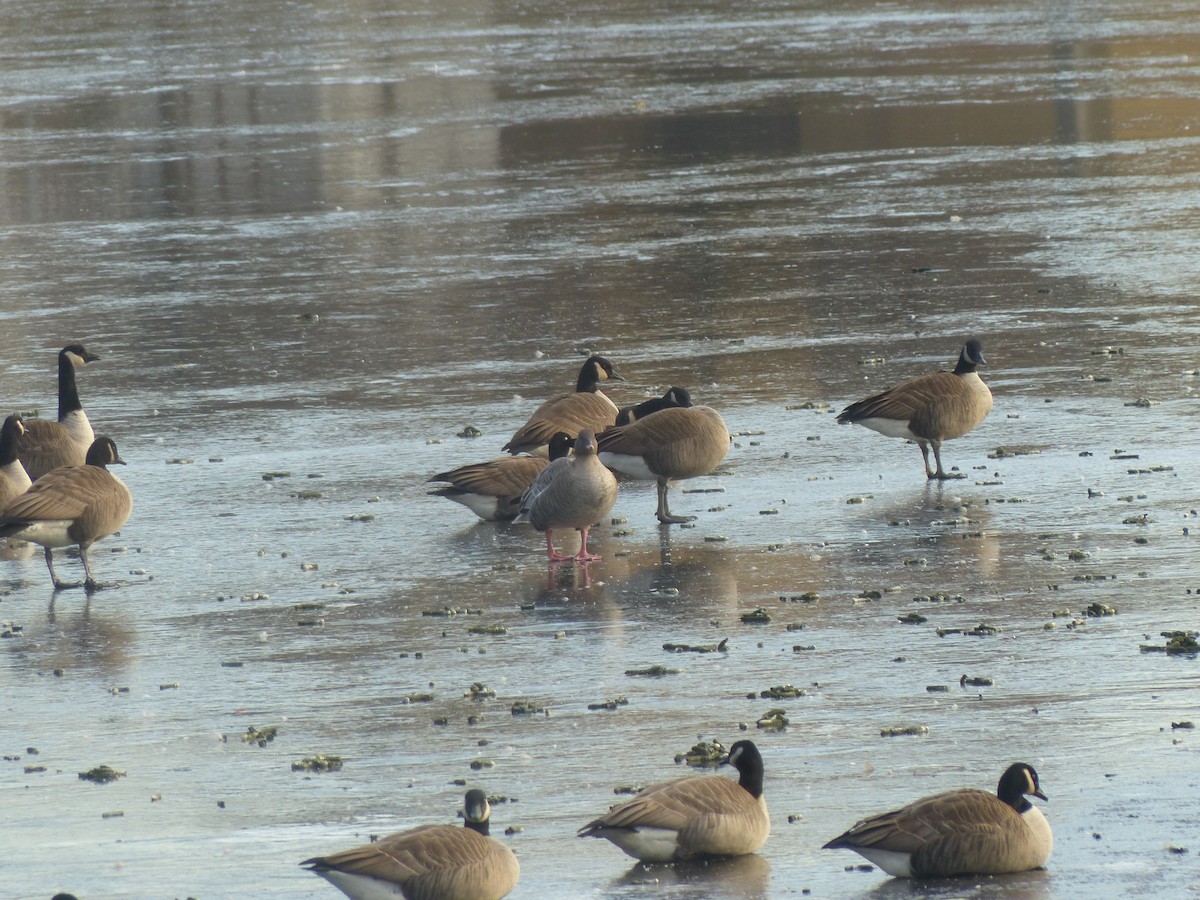 Pink-footed Goose - ML147488991