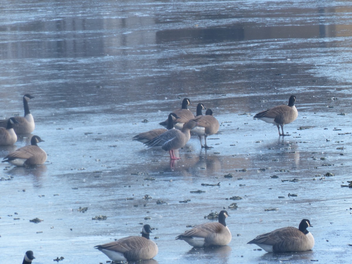 Pink-footed Goose - ML147489001