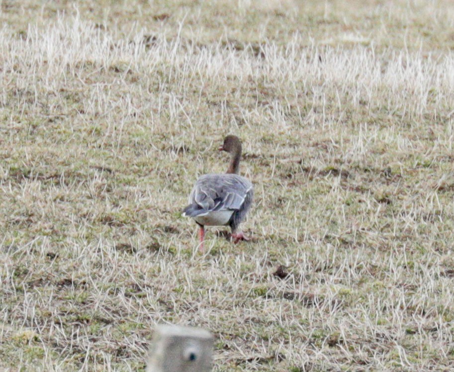 Pink-footed Goose - ML147490661