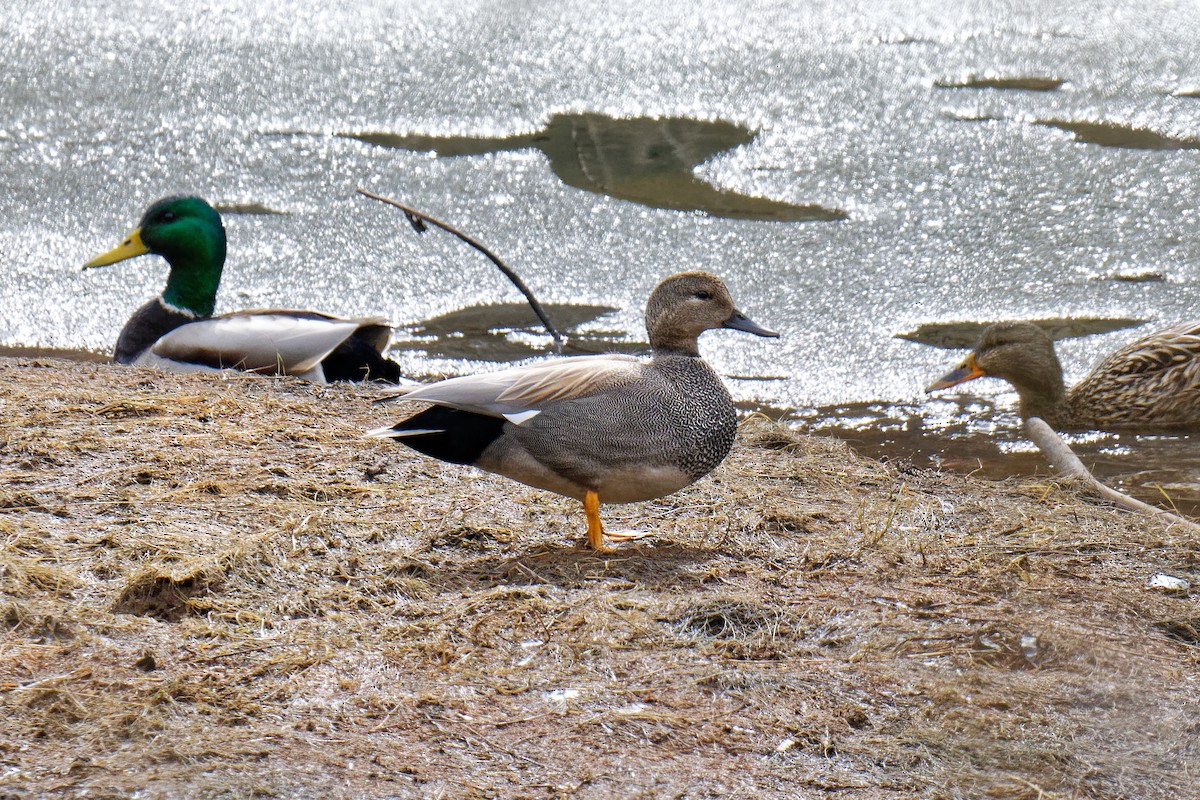 Gadwall - ML147490861