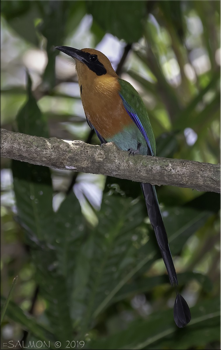 Rufous Motmot - ML147491771