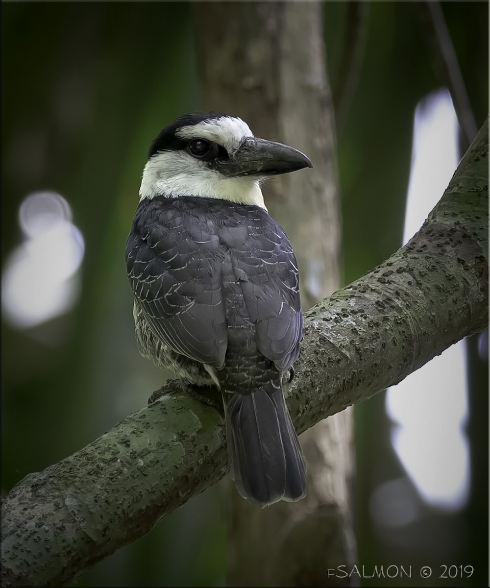 White-necked Puffbird - ML147491801