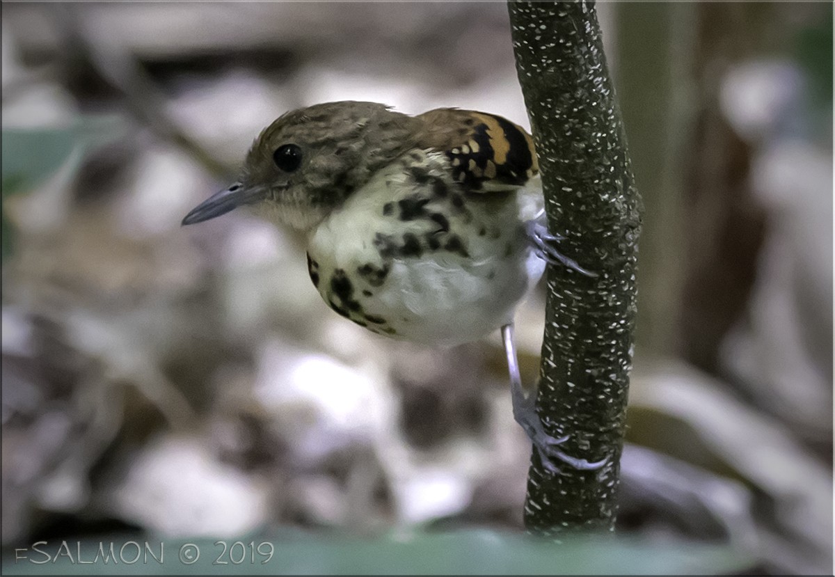 Spotted Antbird - ML147491851