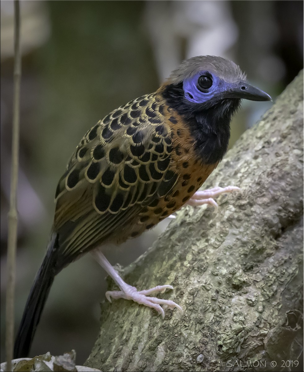 Ocellated Antbird - ML147492061