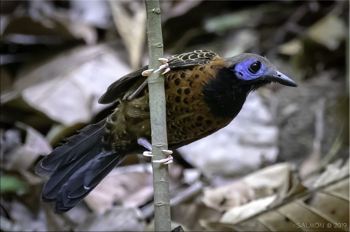 Ocellated Antbird - ML147492071