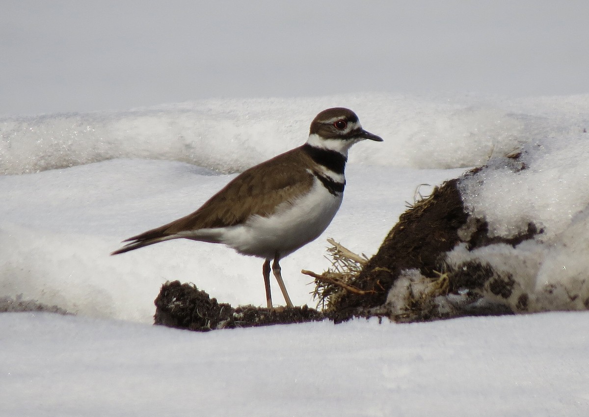 Killdeer - ML147494801