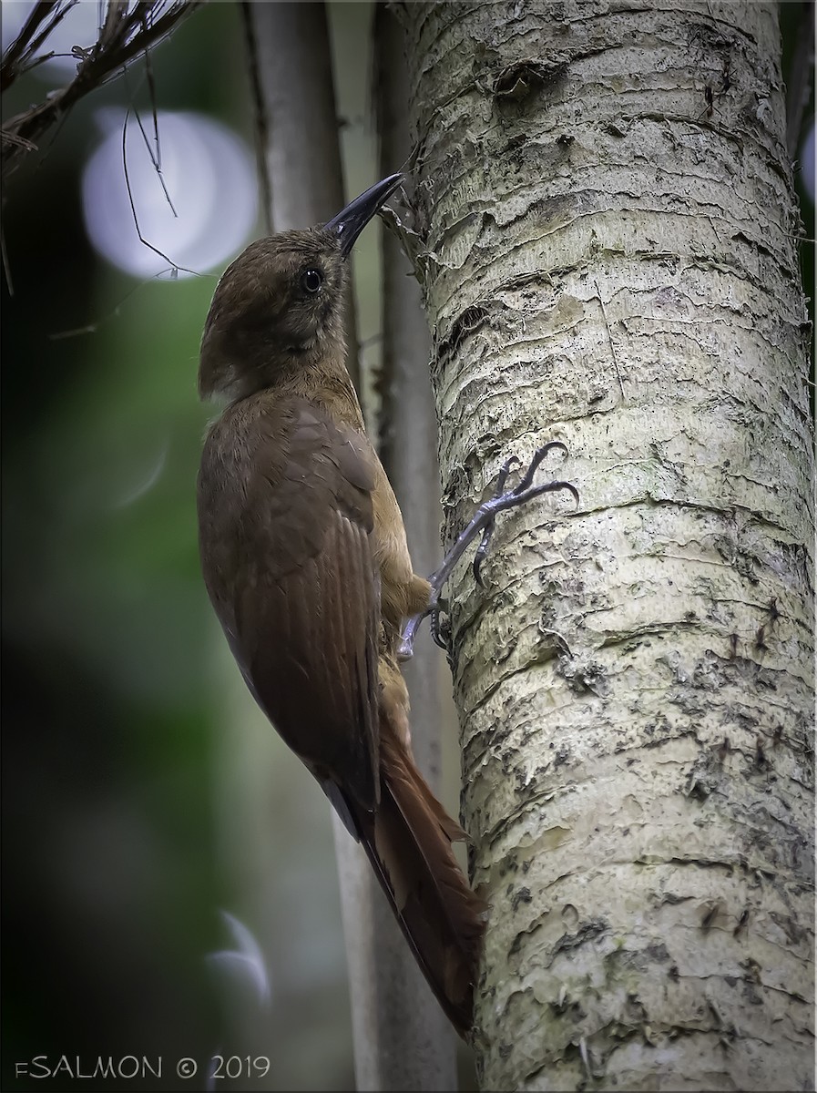 Plain-brown Woodcreeper - ML147495741