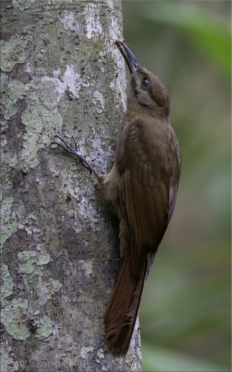 Plain-brown Woodcreeper - ML147495751