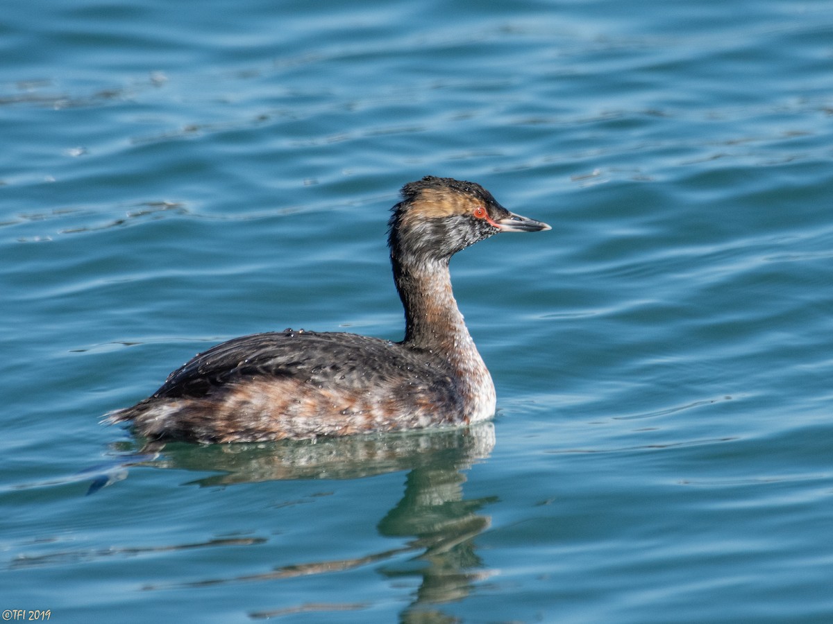 Horned Grebe - ML147496021