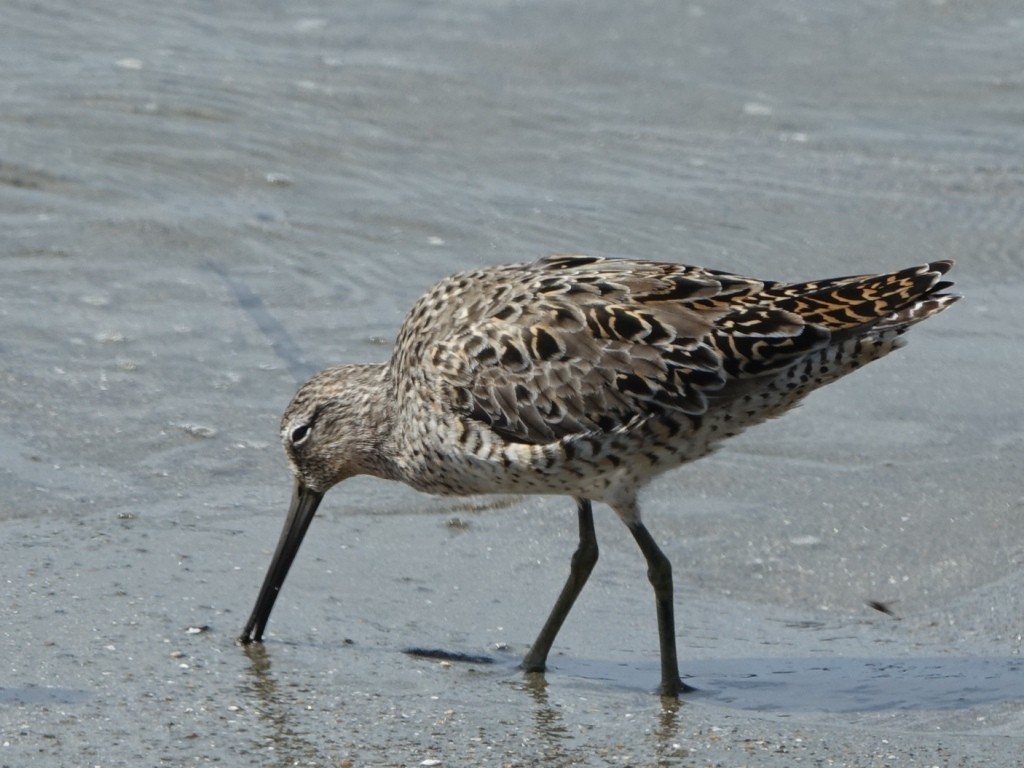 Short-billed Dowitcher (caurinus) - Lisa Hug