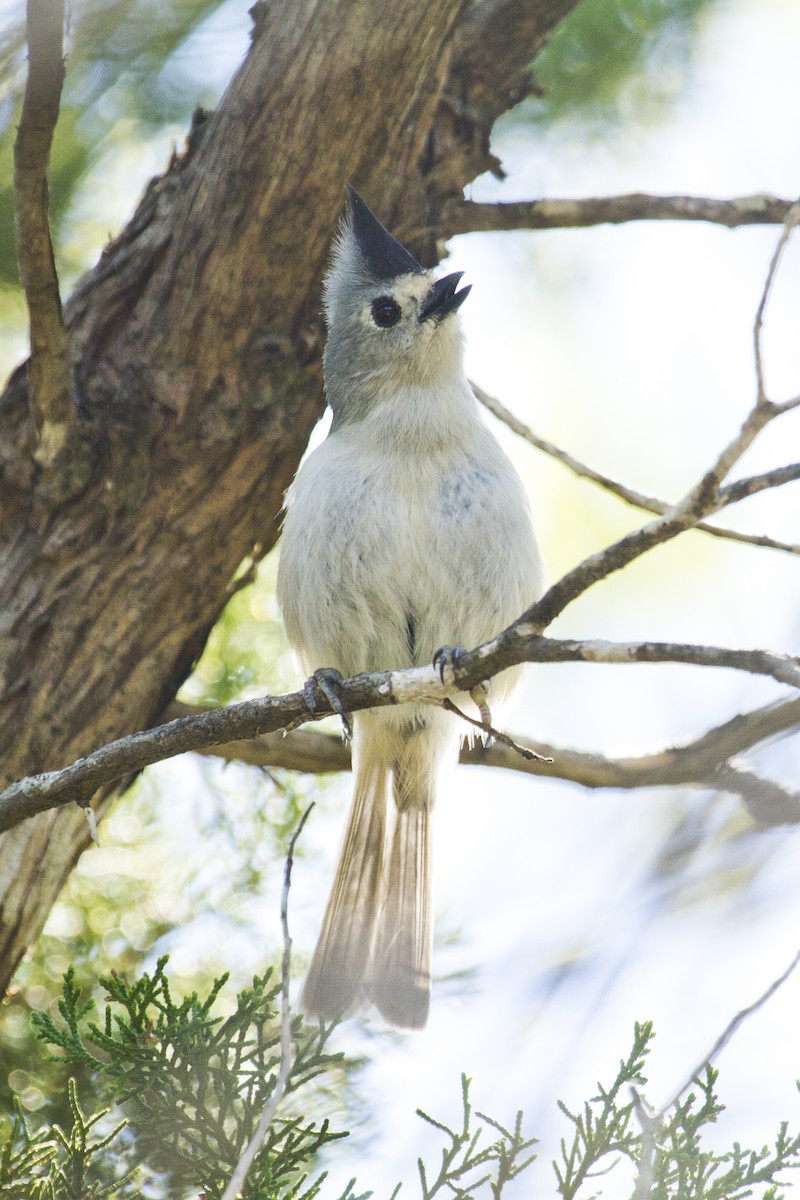 Black-crested Titmouse - Liam Wolff