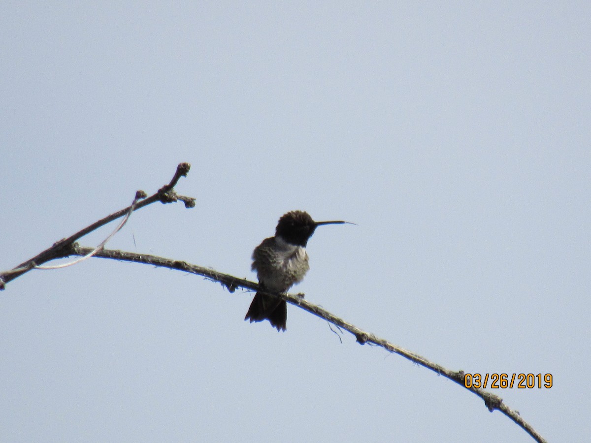 Colibrí Gorjinegro - ML147499081