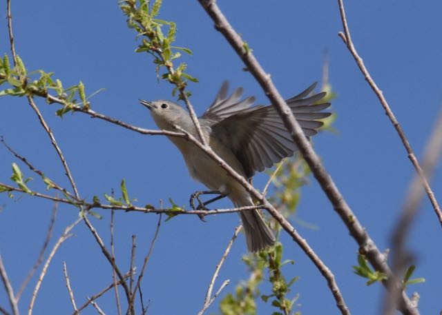 Lucy's Warbler - ML147499181