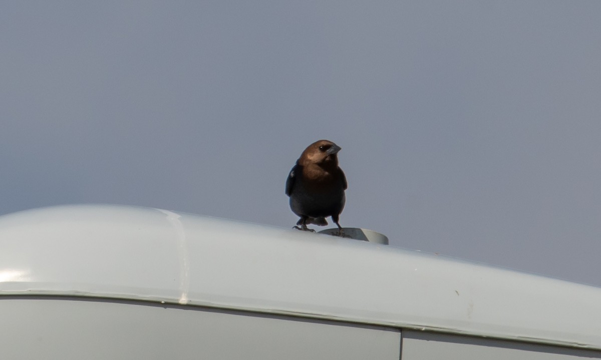 Brown-headed Cowbird - ML147501521