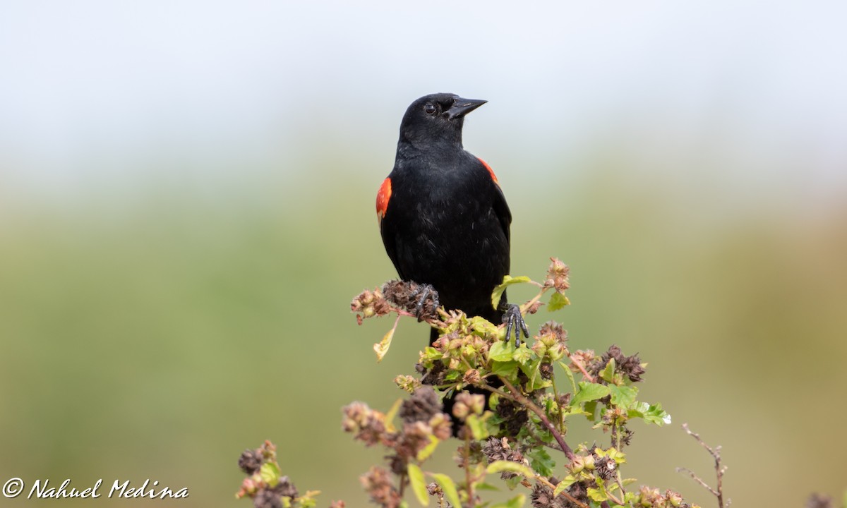 Red-winged Blackbird - ML147501961