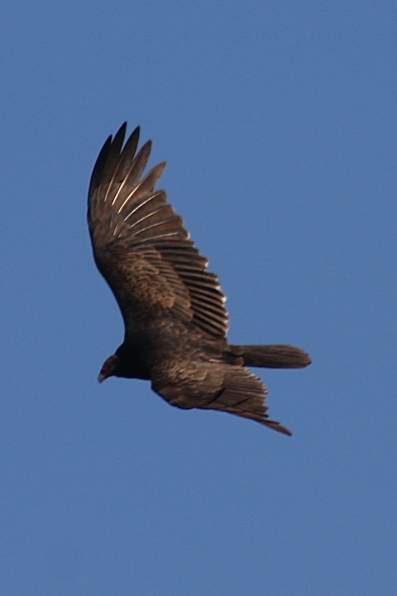 Turkey Vulture - ML147503611