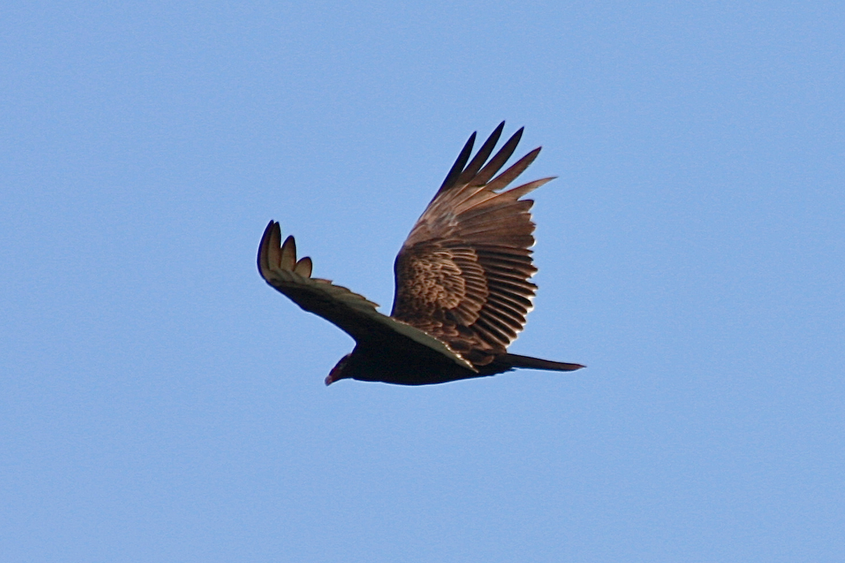 Turkey Vulture - ML147503631