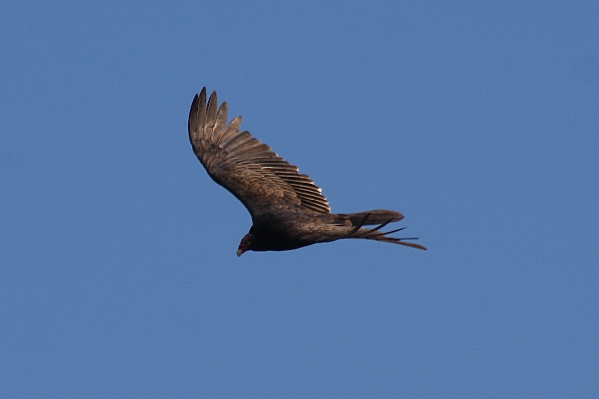 Turkey Vulture - David Simpson