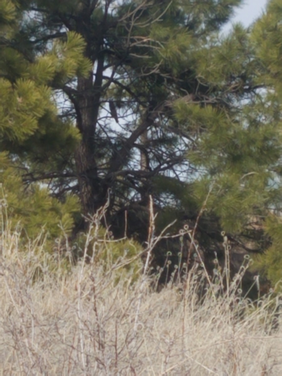 Long-eared Owl - ML147504591