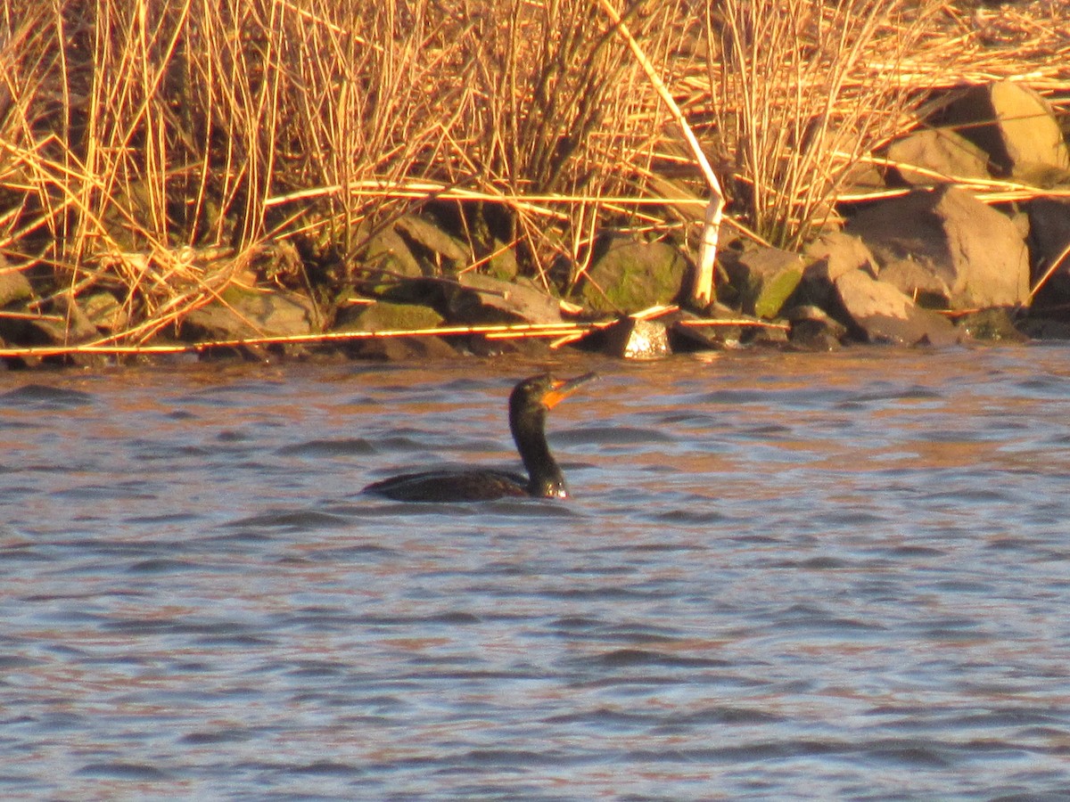 Double-crested Cormorant - ML147505821