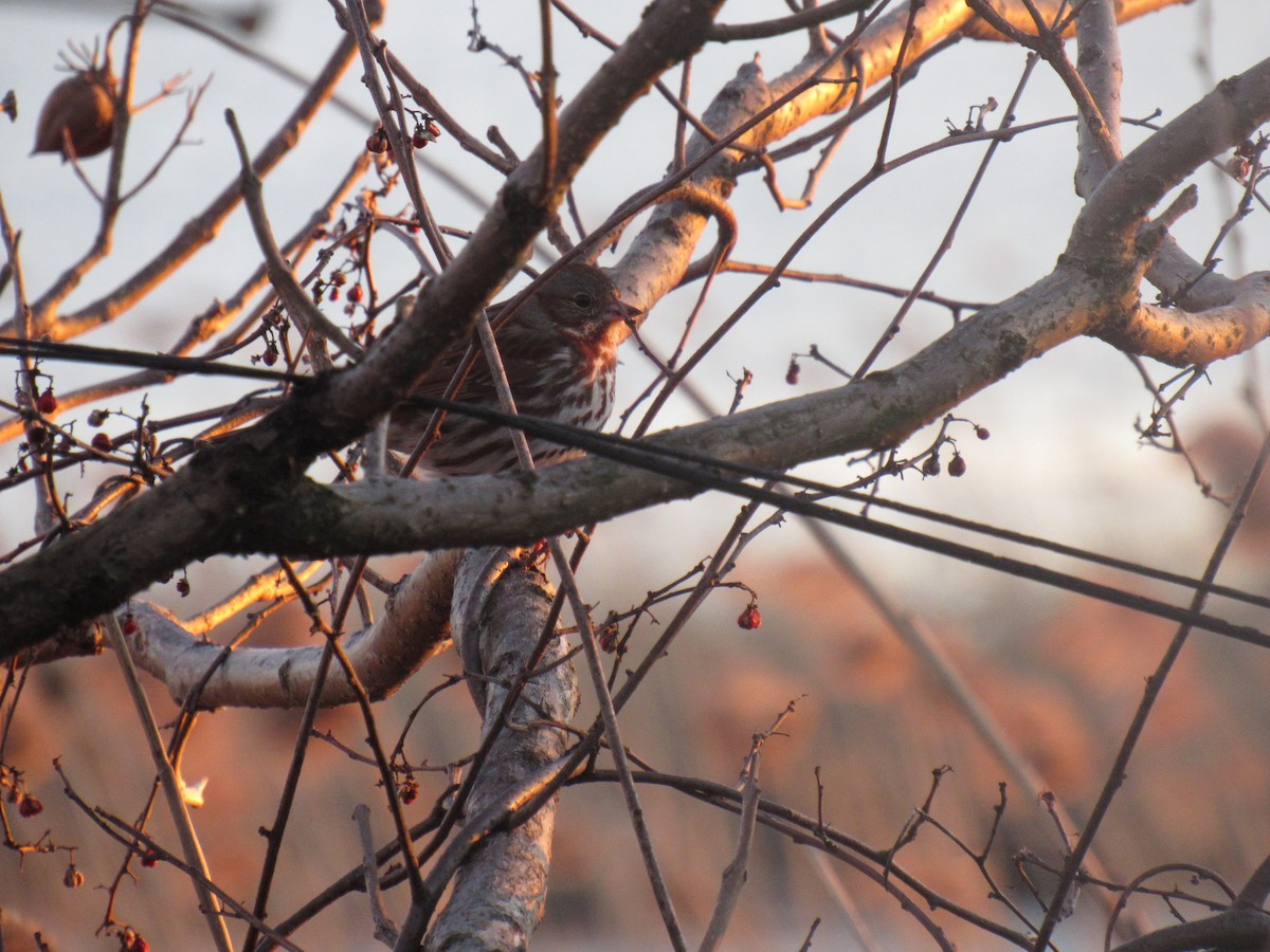 Fox Sparrow - ML147506121