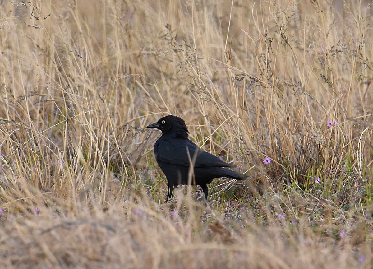 Brewer's Blackbird - ML147506351