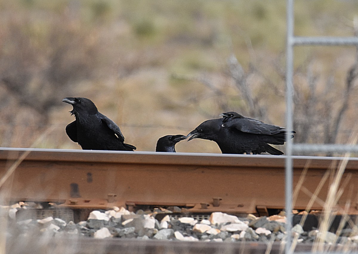 Corvus sp. (raven sp.) - ML147506451