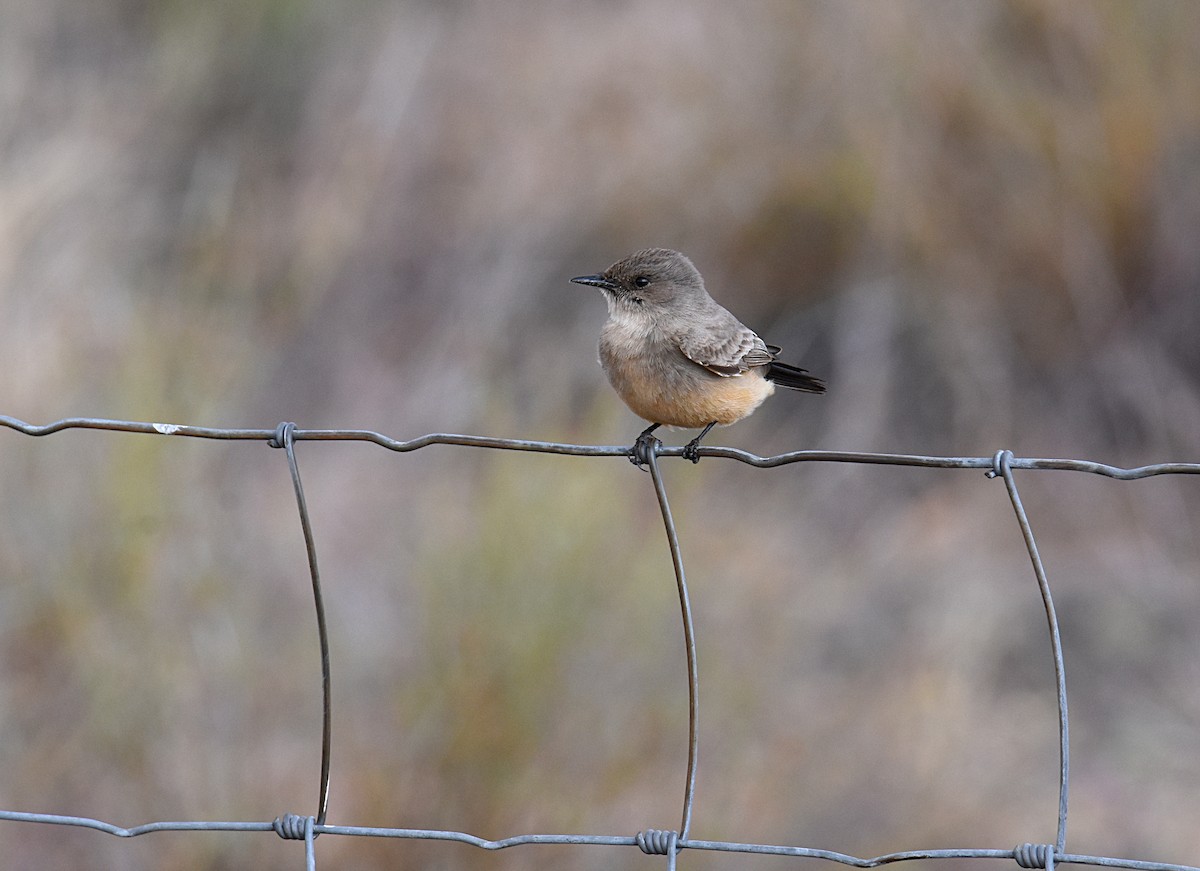 Say's Phoebe - Glenn Wyatt