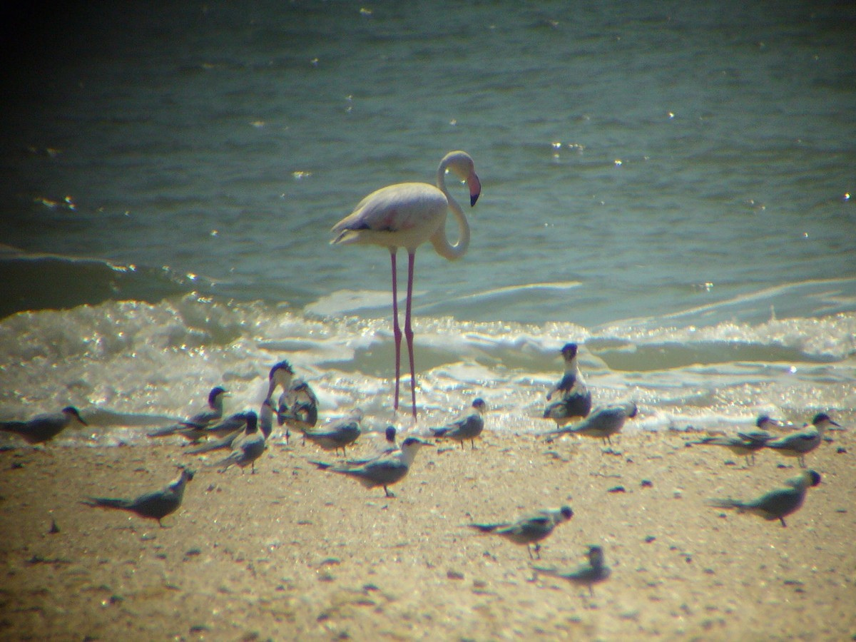 Greater Flamingo - Paul Suchanek