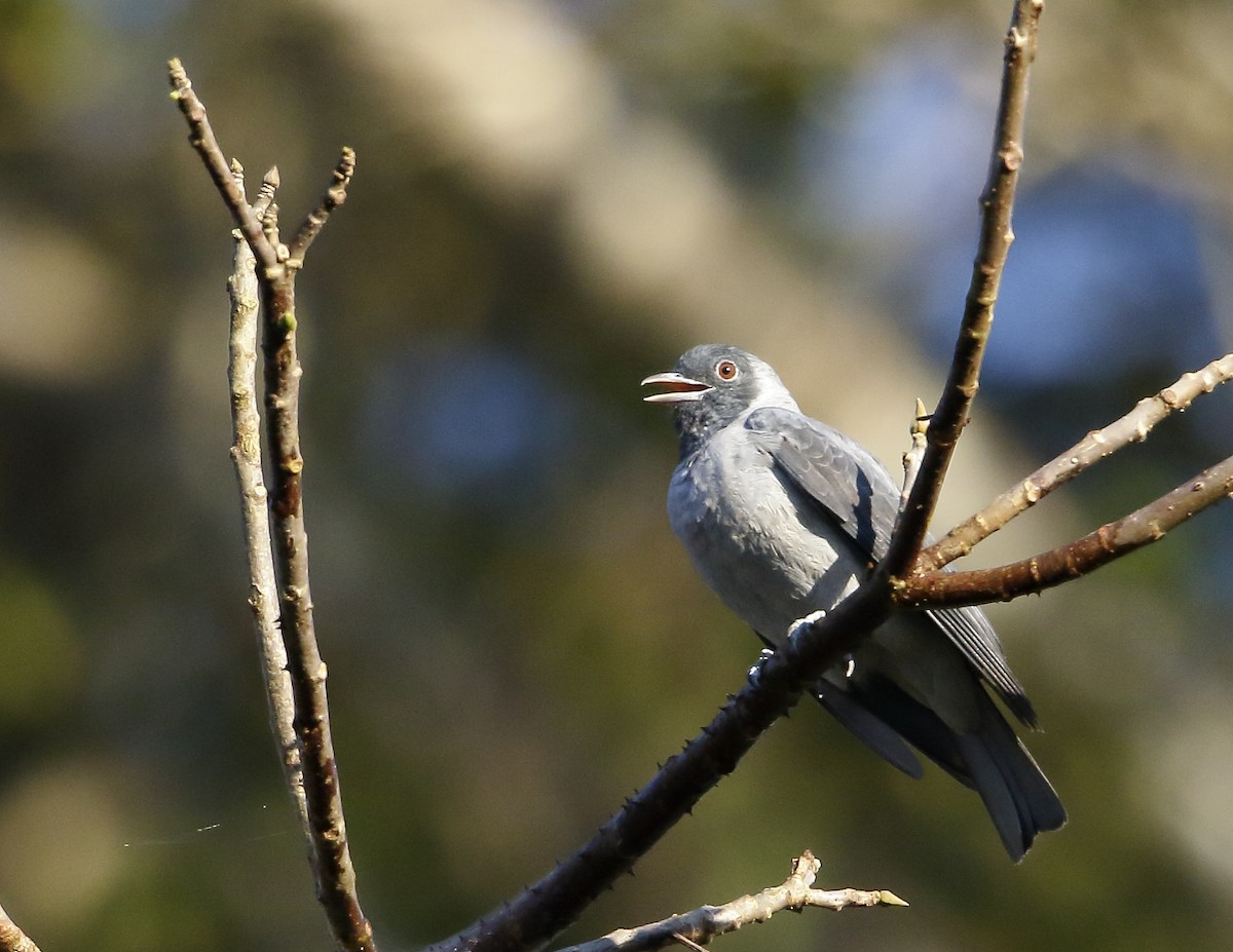 Black-faced Cotinga - Héctor Bottai