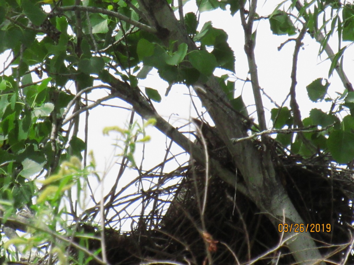 Great Horned Owl - ML147513321