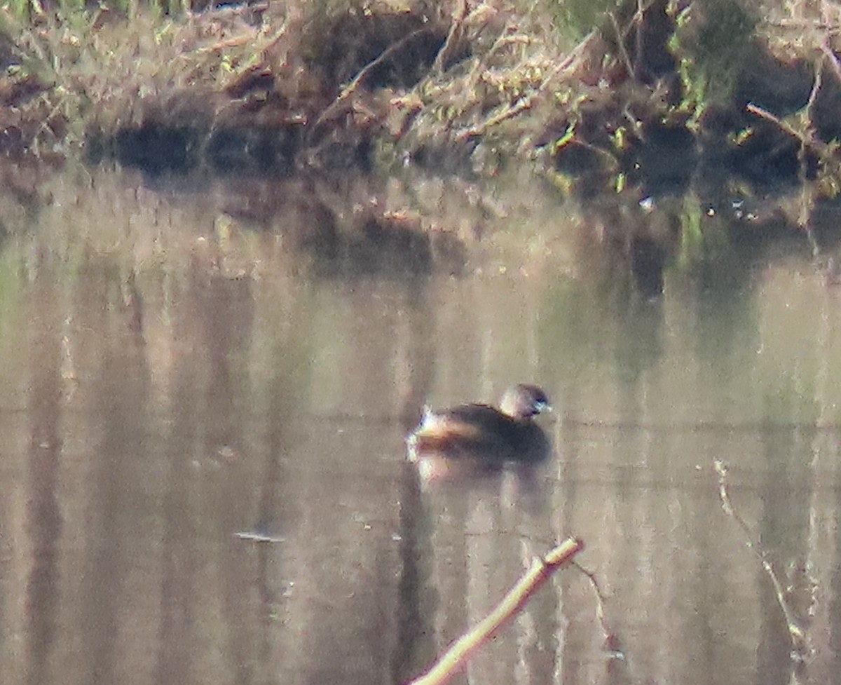 Pied-billed Grebe - Lori White