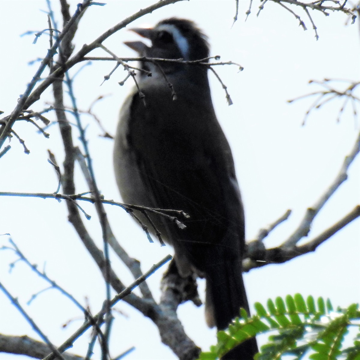 Green-winged Saltator - ML147516021