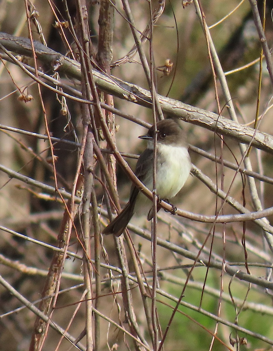 Eastern Phoebe - ML147516341