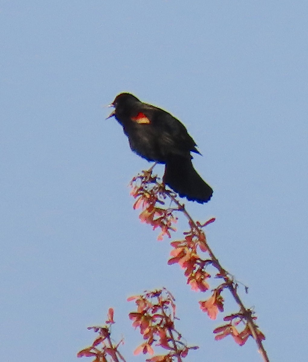 Red-winged Blackbird - ML147516641