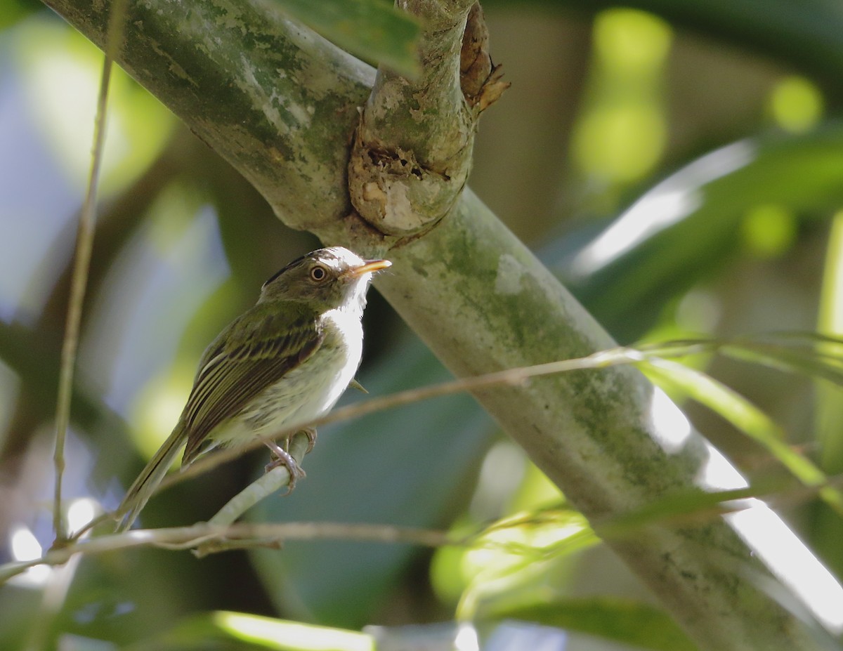 Long-crested Pygmy-Tyrant - ML147517821