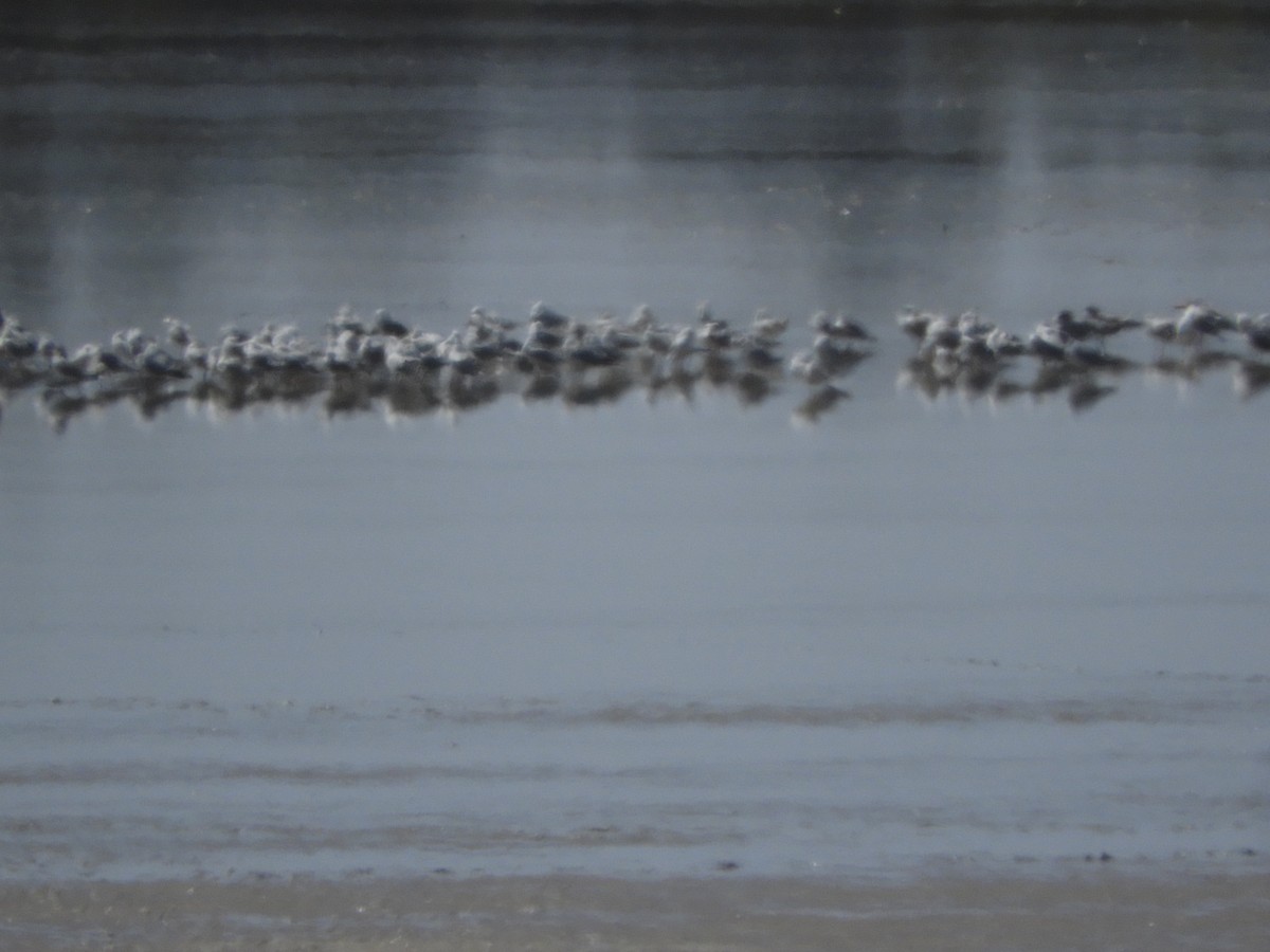 Gaviota Plateada (australiana) - ML147518281