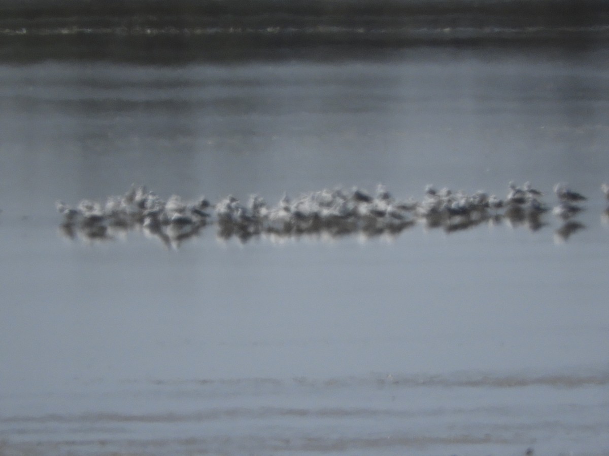 Silver Gull (Silver) - ML147518291