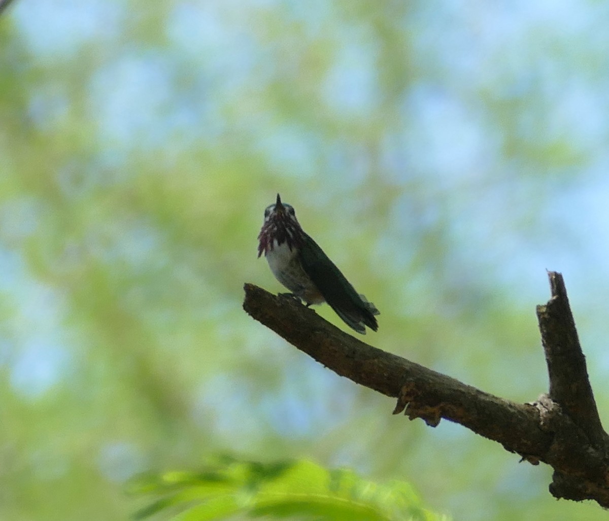 Calliope Hummingbird - ML147518441