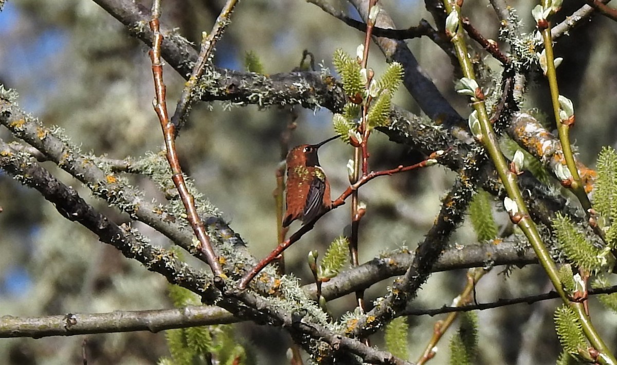 Rufous Hummingbird - Glenn Pannier