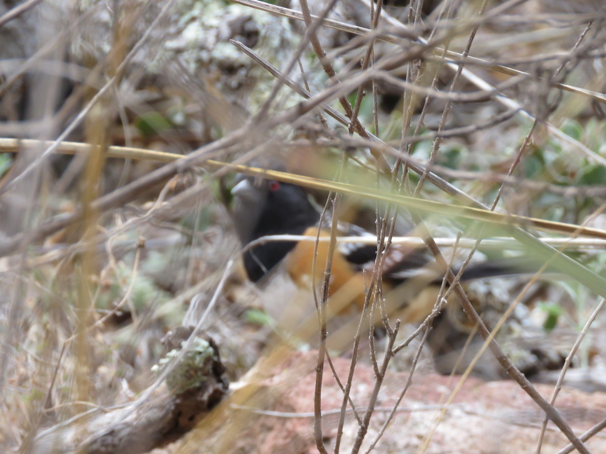 Spotted Towhee - ML147519591