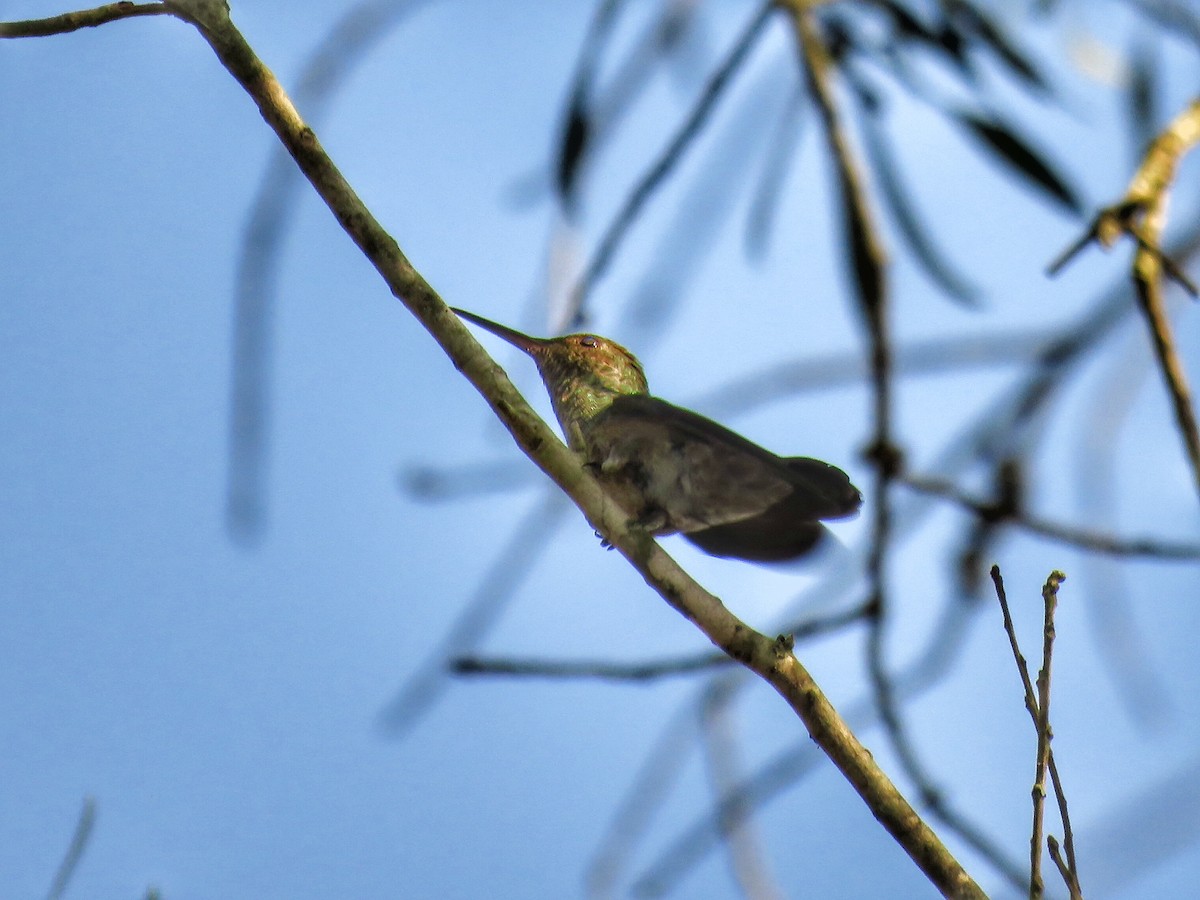 kolibřík pestrý - ML147520281