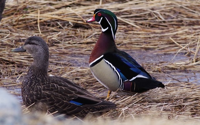 Wood Duck - Anthony Lang