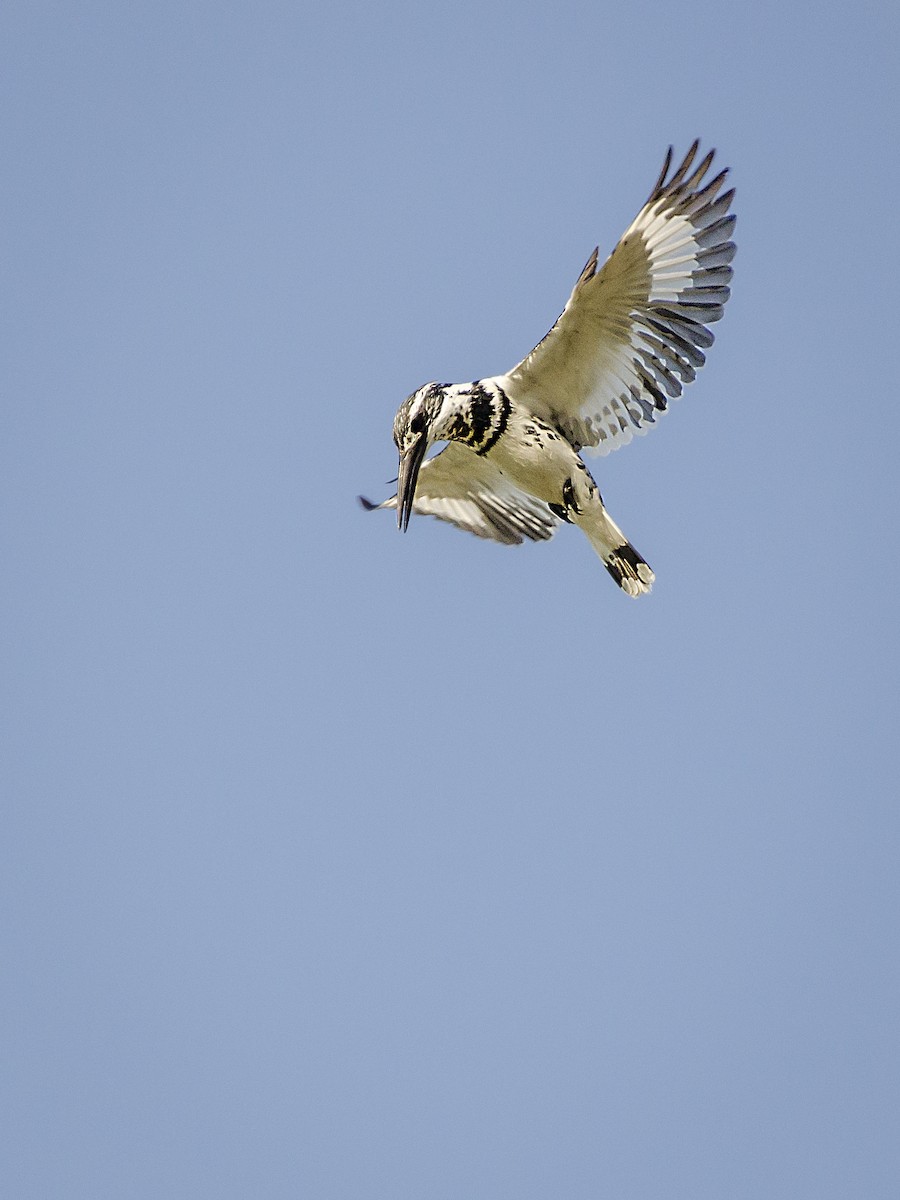 Pied Kingfisher - John Clough