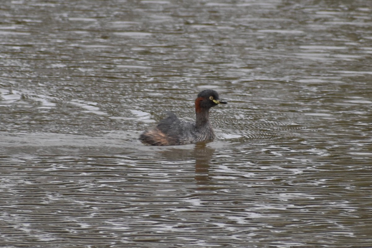 Australasian Grebe - ML147523681