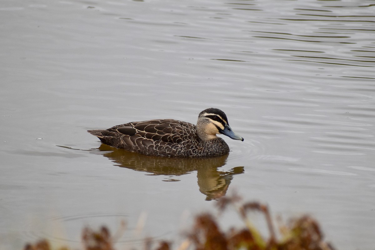 Pacific Black Duck - ML147523751